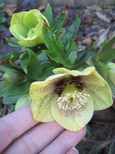 Lenten Rose