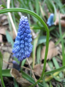 Grape Hyacinth