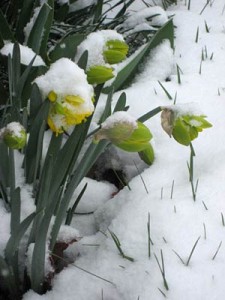 Snow Daffodils