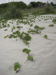 ipomoea pes-caprae2