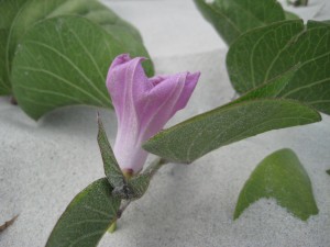 ipomoea pes-caprae