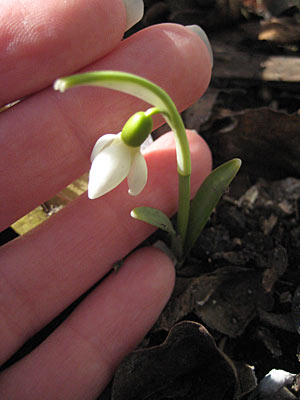 Snowdrop