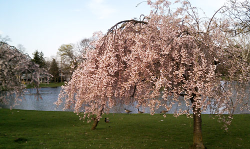 Park Pond