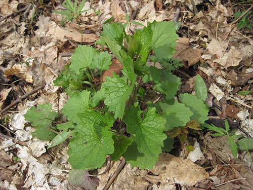 Garlic Mustard Year 1