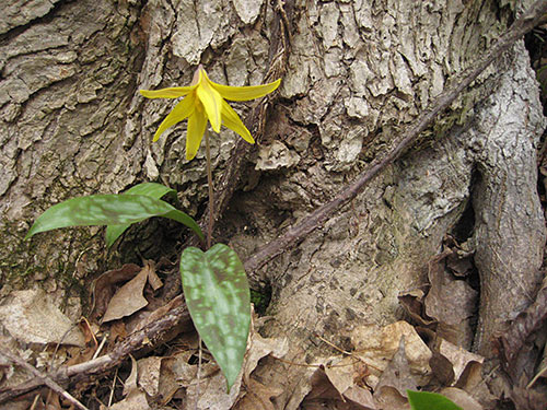 Trout Lily (Erythronium americanum)