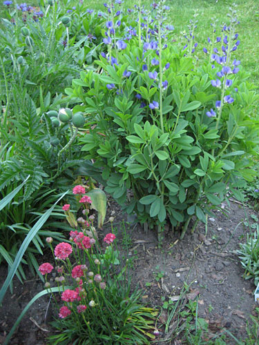 Thrift and False Indigo