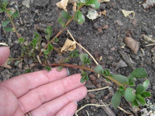 Purslane