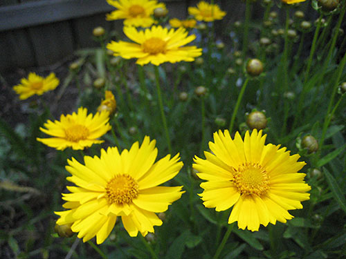 Coreopsis