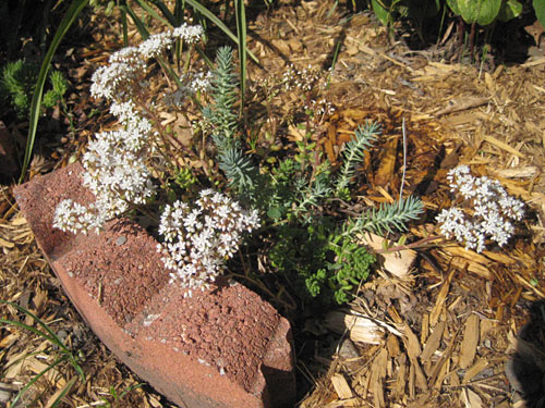 Jellybean Sedum