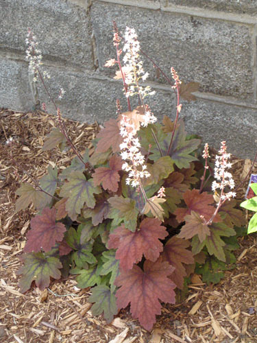 Sweet Tea Coral Bell