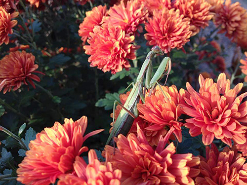 Praying Mantis and Fall Mums