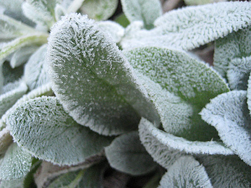 Lambs Ear