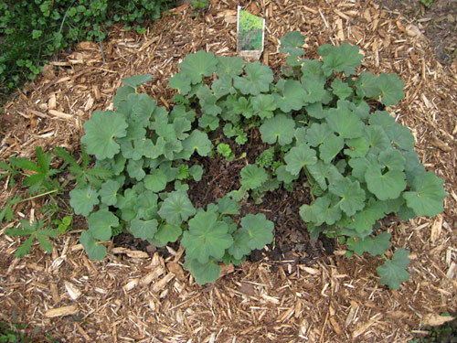 Lady’s Mantle in May