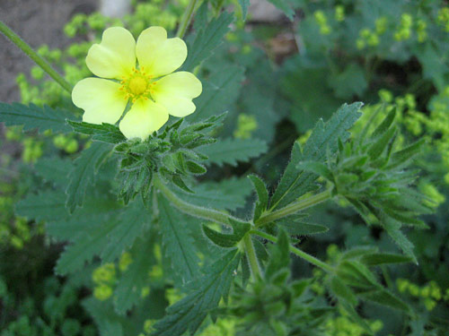 Rough Fruited Cinquefoil