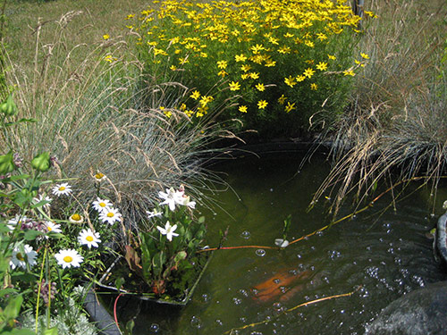 Pond Detail 1