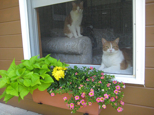 Window Planters