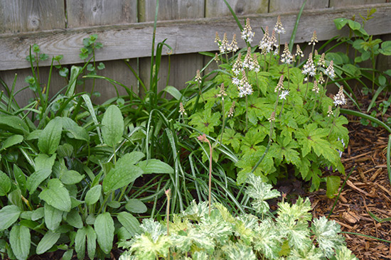 051514_Foamflower