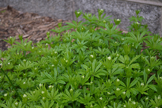 051514_Sweet-Woodruff